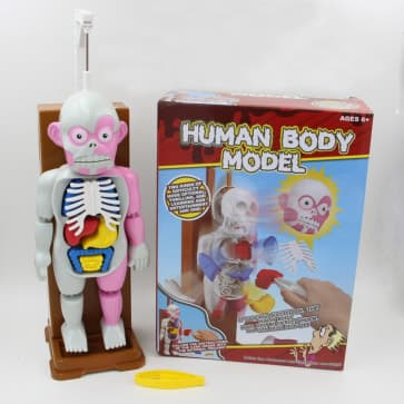 3D Puzzle Human Body Organ Model